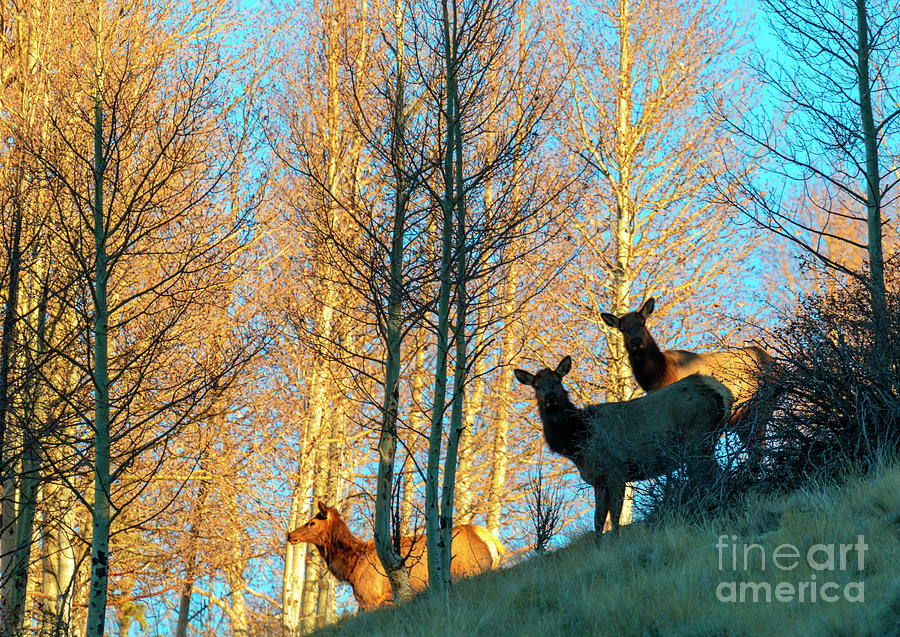 Elk Herd in the Rockies Photograph by Steven Krull