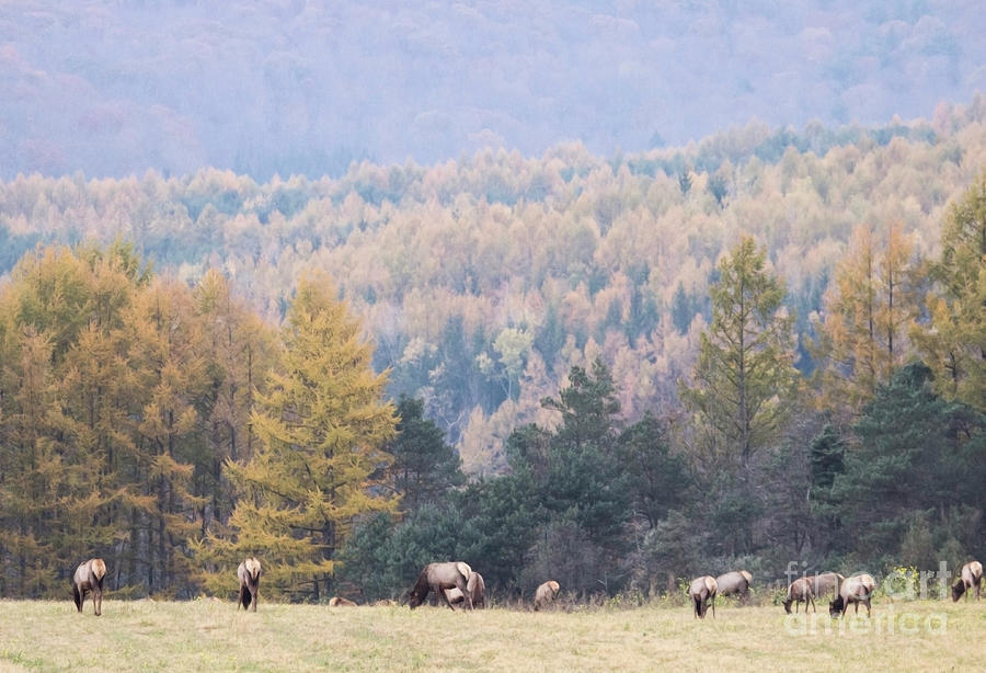 Elk Herd Series 2 Photograph by Jeannette Hunt