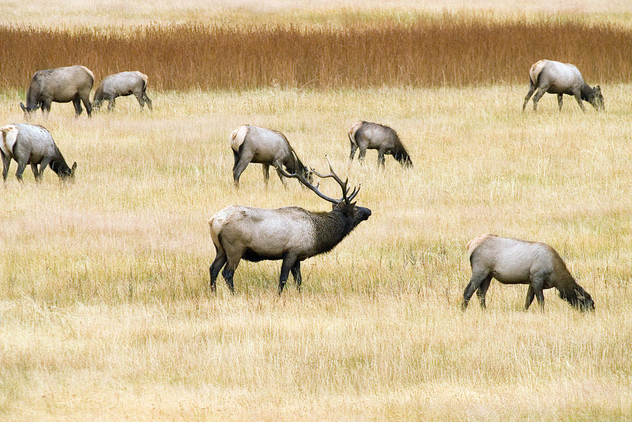 Elk Herd Photograph by Judilen