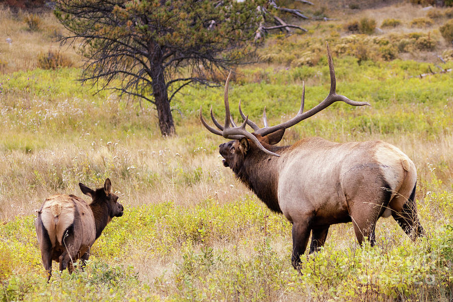 Elk Herd on a Beautiful Rocky Mountain Evening Photograph by Steven Krull