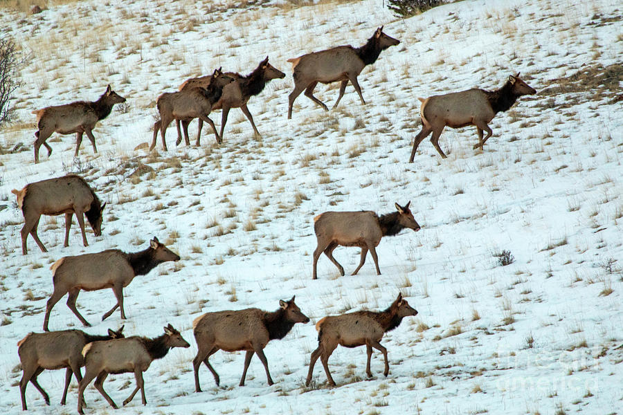 Elk Herd On A Winter Morning Photograph