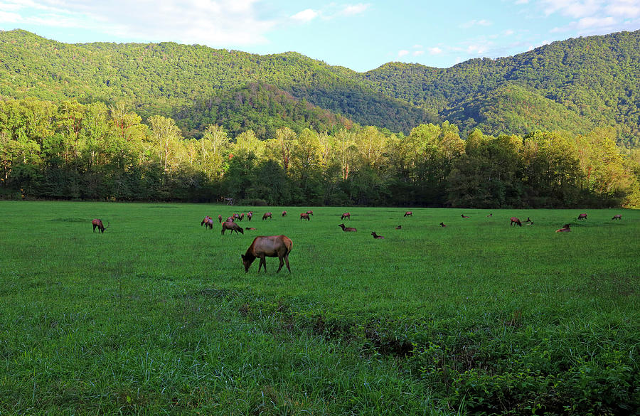Elk Herd Smoky Mountains National Park Photograph by Judy Vincent