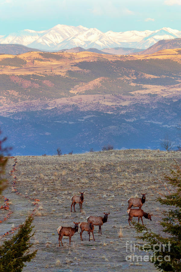 Elk Herd Photograph by Steven Krull