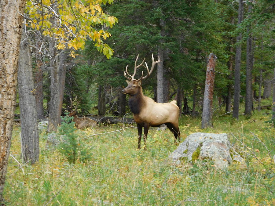 Elk II Photograph by Karen Stansberry