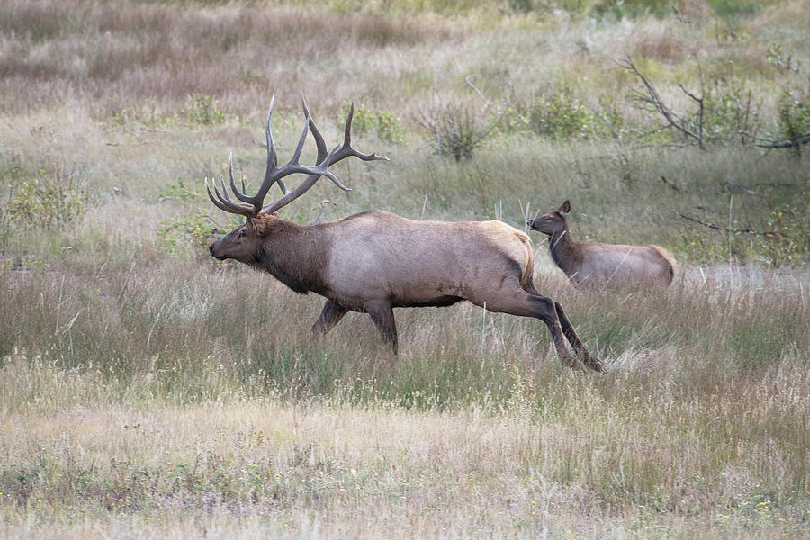 Elk in action Photograph by Catherine Lau