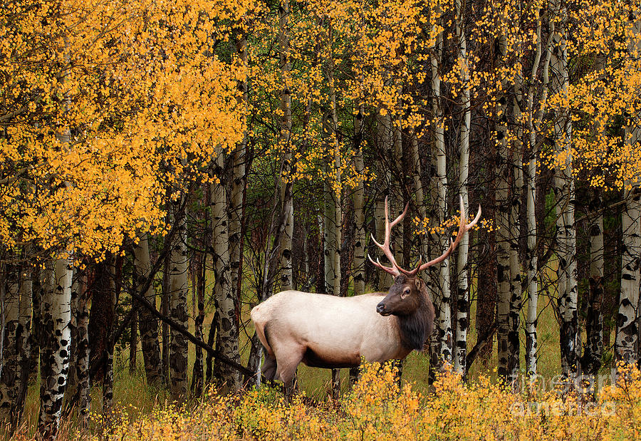 Elk In Aspen Photograph