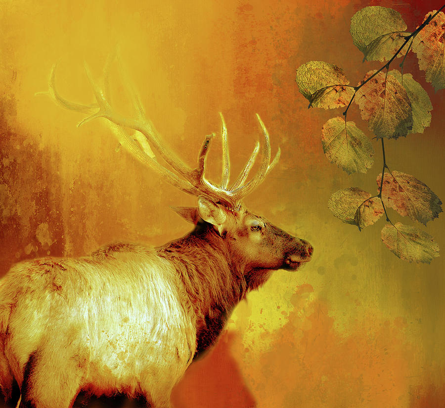 Elk In Autumn Digital Art by Linda Cox