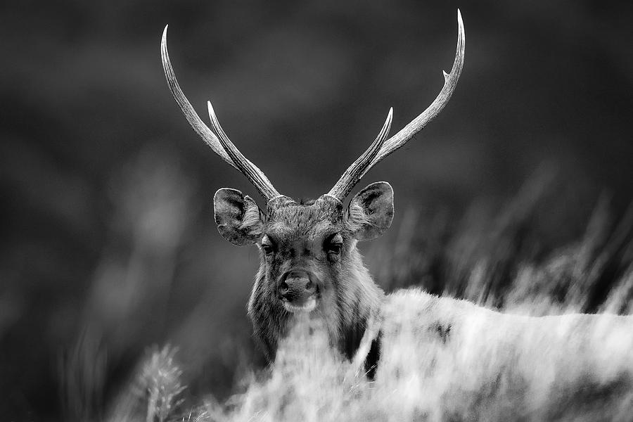 Elk In Black & White ... Photograph by Roshkumar