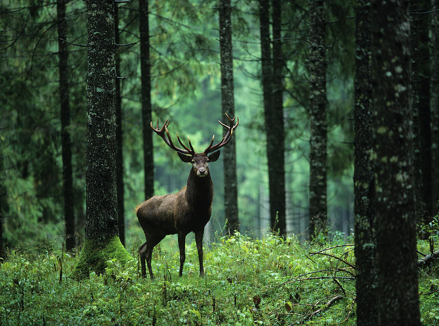 Elk In Forest Photograph by Moodboard