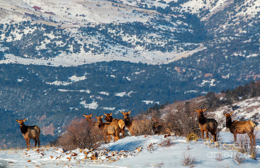 Elk in Fresh Snow Photograph by Steven Krull