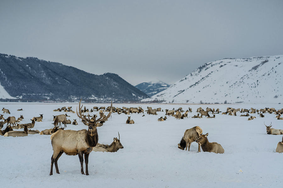 Elk in Jackson Hole, Wyoming  Photograph by Julieta Belmont