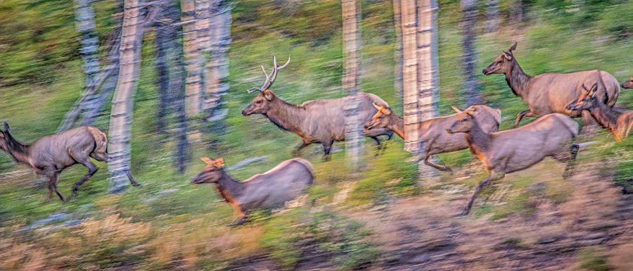 Elk in Motion Photograph by Melissa Lipton