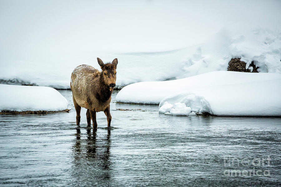 Yellowstone National Park Photograph - Elk In River by Timothy Hacker