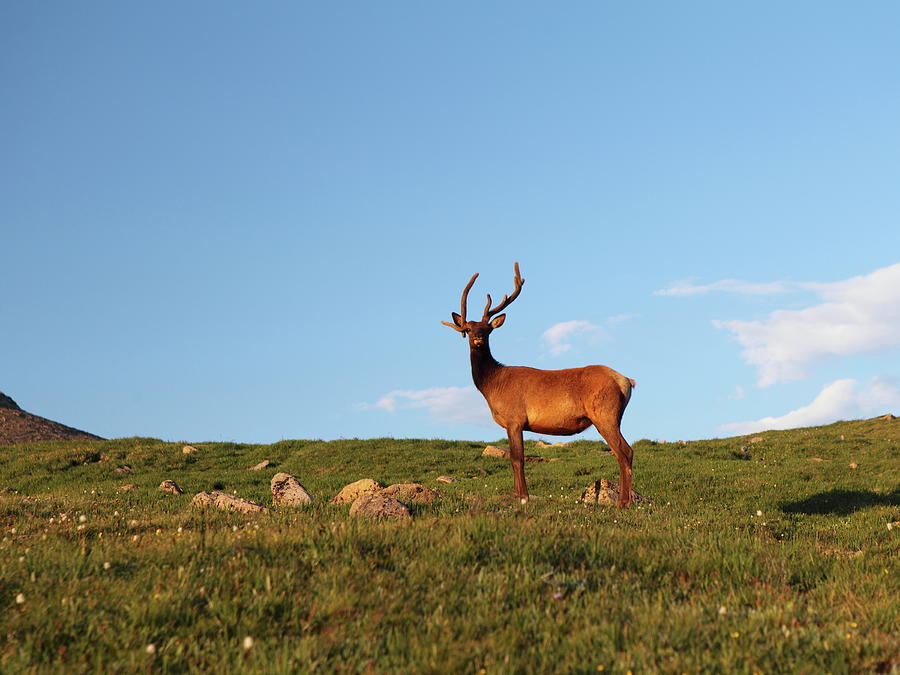 Elk in Rocky Mountain National park Photograph by Alex Nikitsin - Pixels