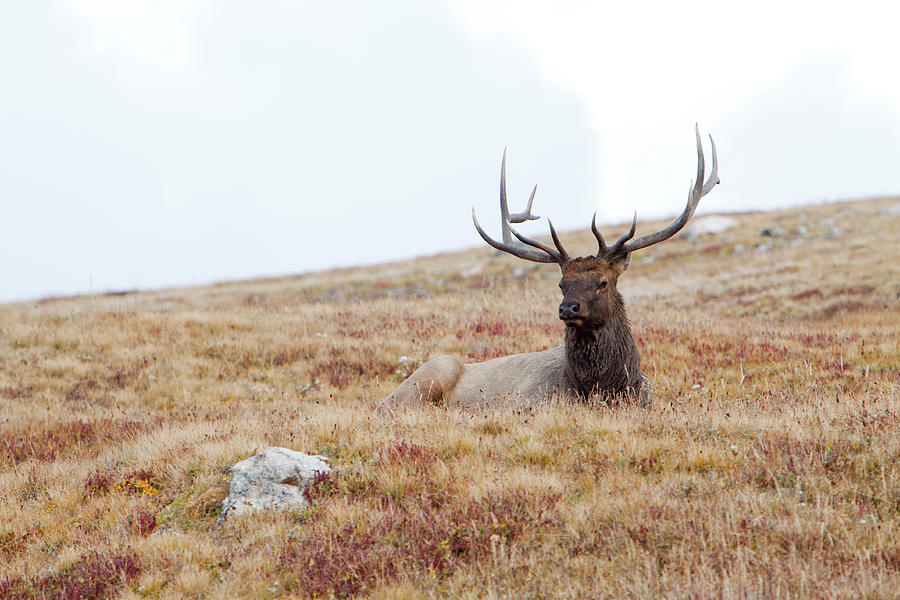 Elk In Rocky Mountain National Park Photograph by Ryan Mcginnis