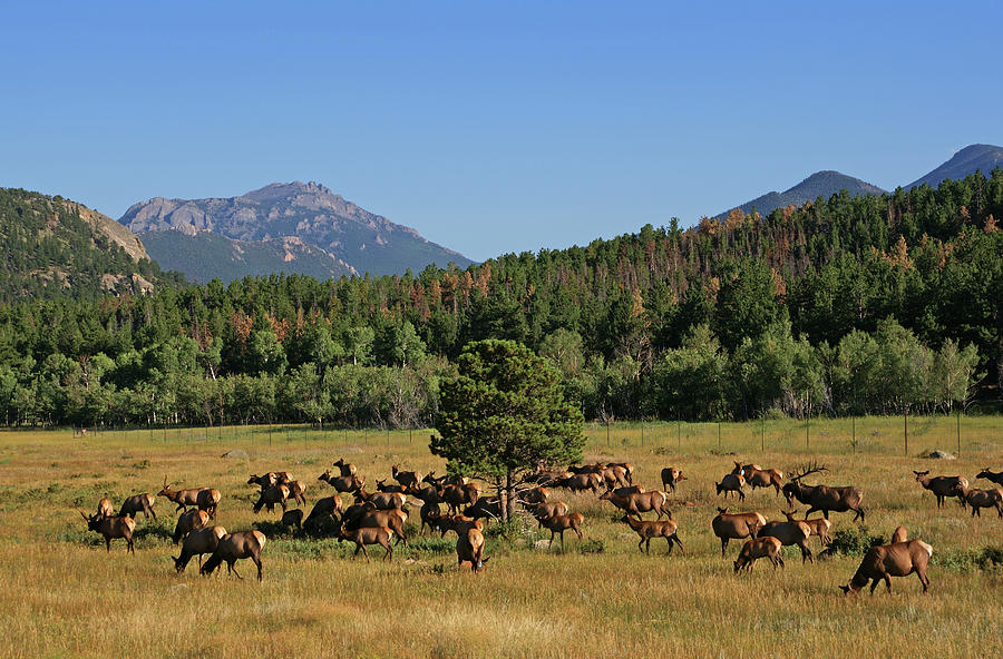 Elk In Rocky Mountain National Park Photograph by Yuhirao