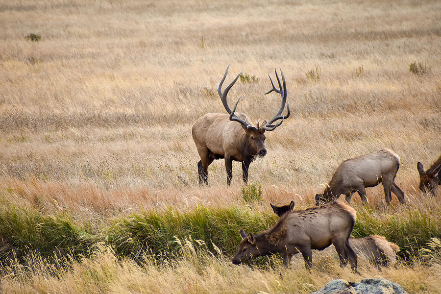 Elk in rut Photograph by David Hall - Fine Art America