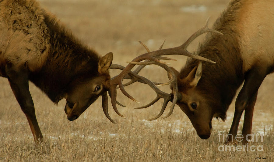 Elk In Rut-signed-#8941 Photograph