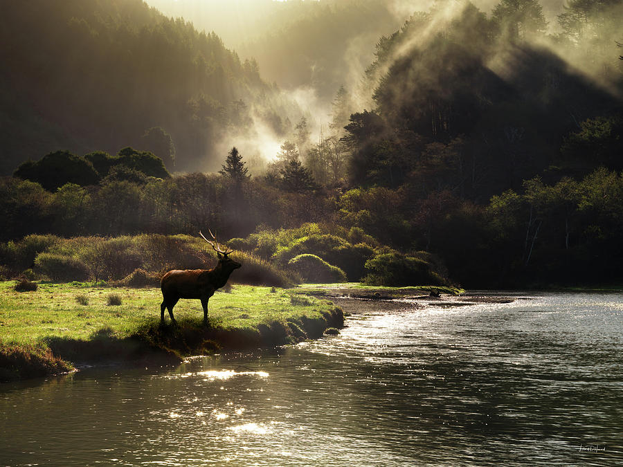 Animal Photograph - Elk in Sinkyone Wilderness by Leland D Howard