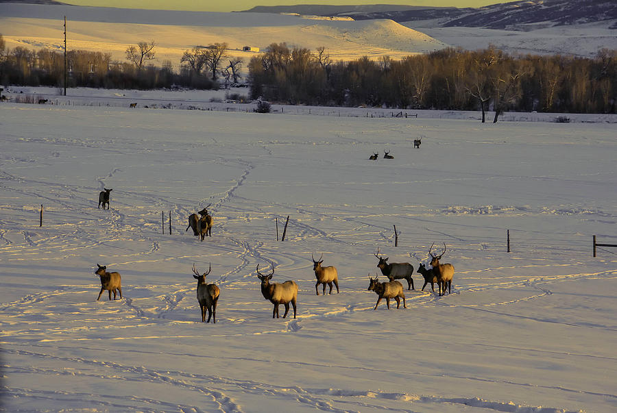 Elk in snow Photograph by Steve Estvanik
