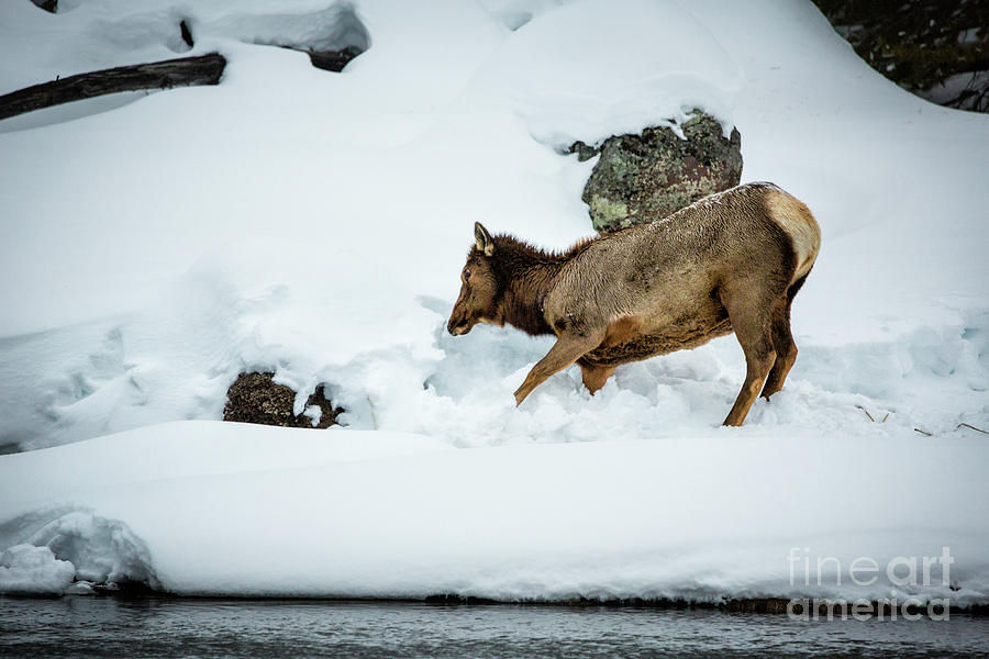 Elk In Snow Yellowstone Photograph by Timothy Hacker
