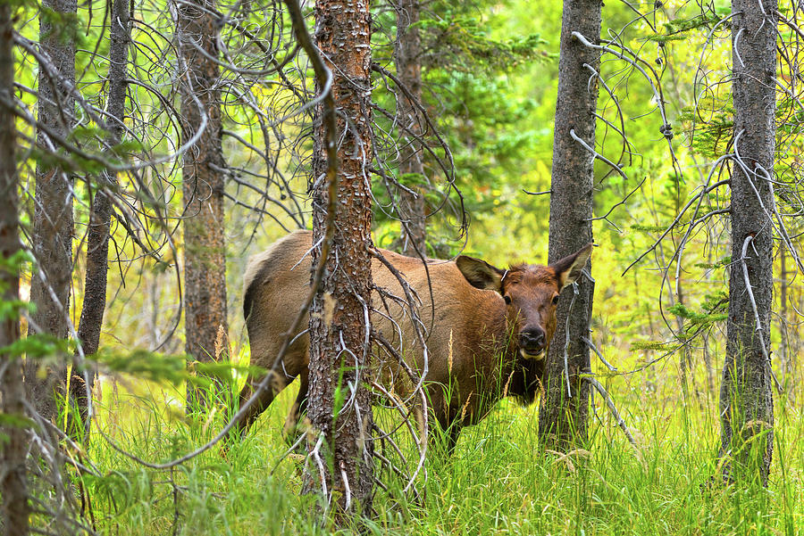 Elk In The Forest Digital Art by Heeb Photos