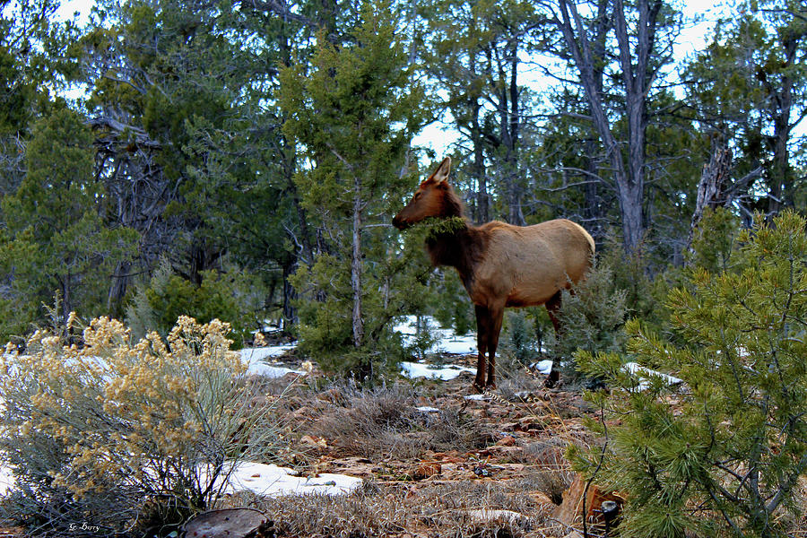 Grand Canyon National Park Mixed Media - Elk In The Grand Canyons 0088 by Gayle Berry