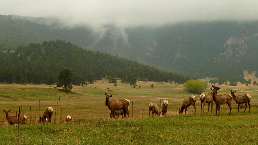 Elk in the Meadow Photograph by Dan Miller