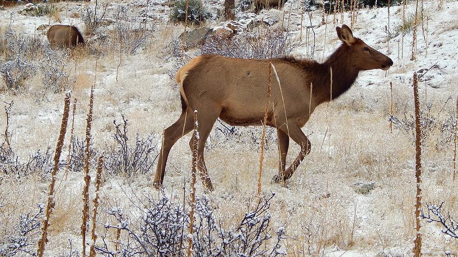 Elk in the Snow Photograph by Dan Miller