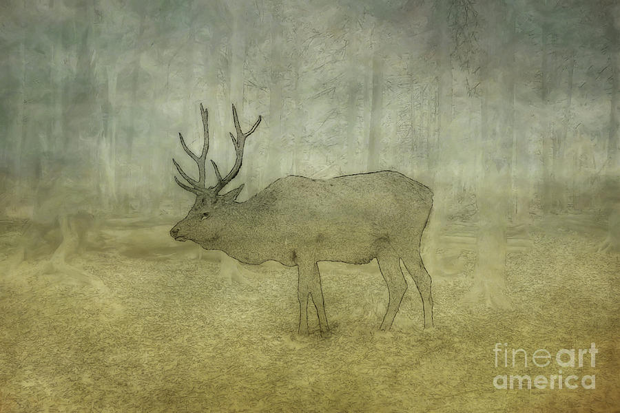 Elk in the Wild Sketch Digital Art by Randy Steele