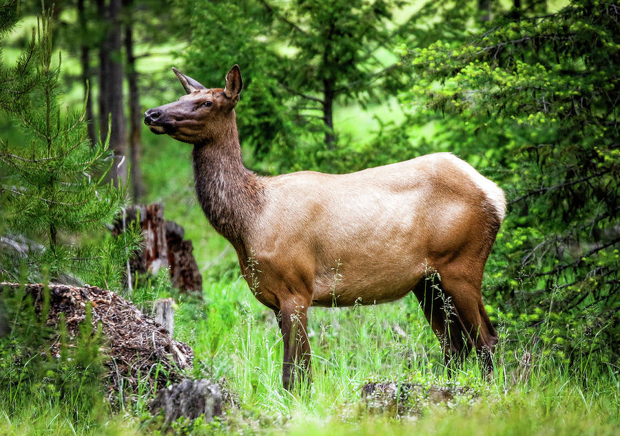 Elk In The Wilderness Photograph by Athena Mckinzie - Fine Art America