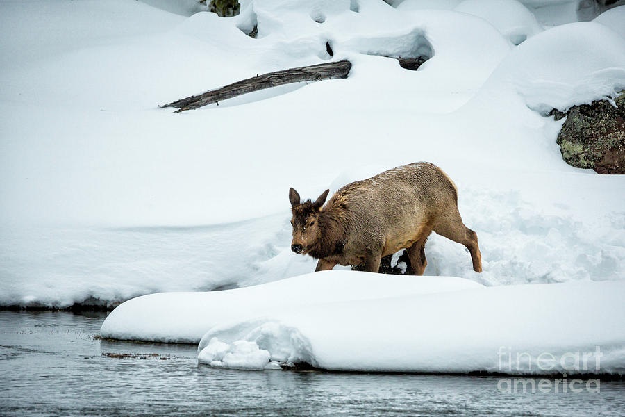 Elk In Winter 1 Photograph by Timothy Hacker