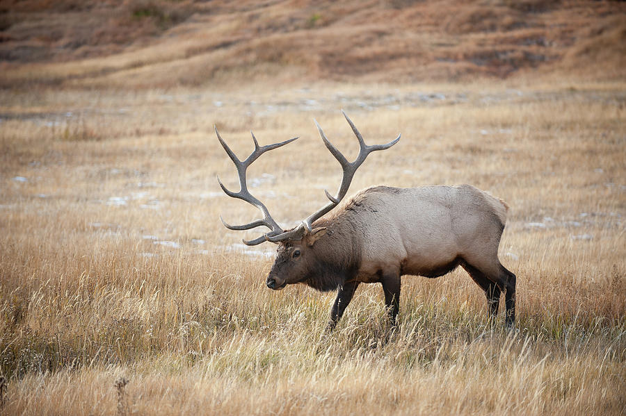 Elk in Yellowstone National Park Photograph by Mark Duehmig