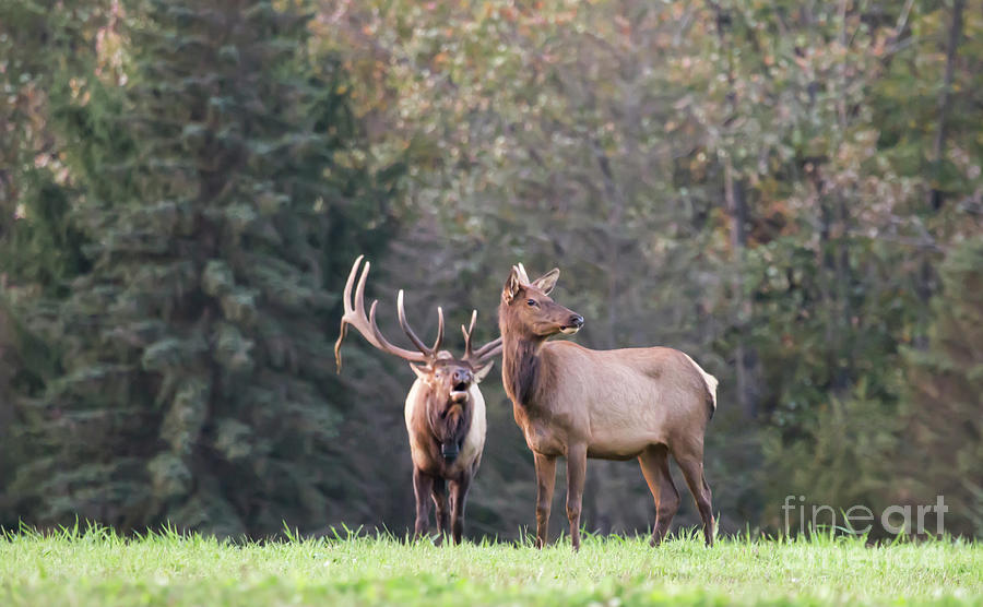 Elk Series 3 Photograph by Jeannette Hunt