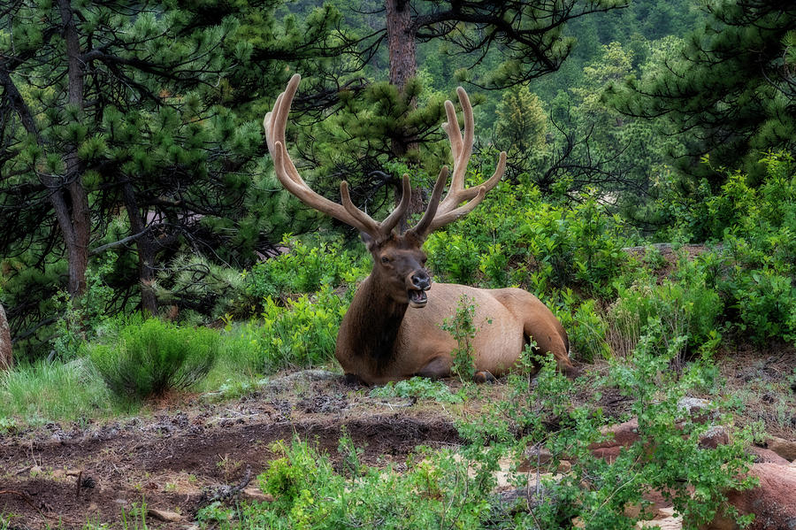 Elk laughing at you Photograph by Dan Friend
