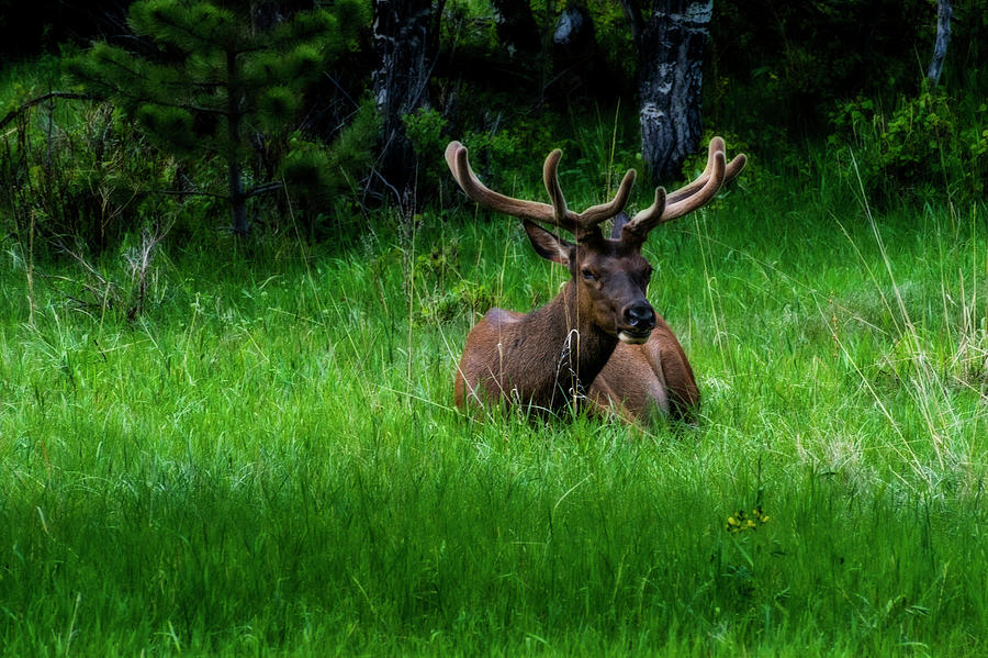 Elk laying in grass Photograph by Dan Friend