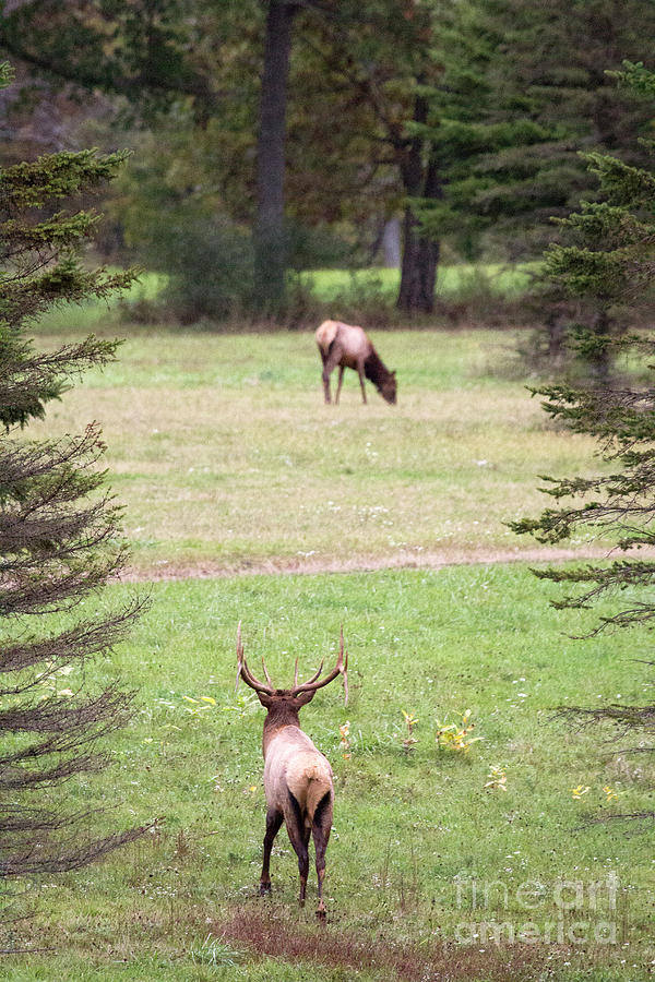 Elk - Looking for Love Photograph by Jeannette Hunt