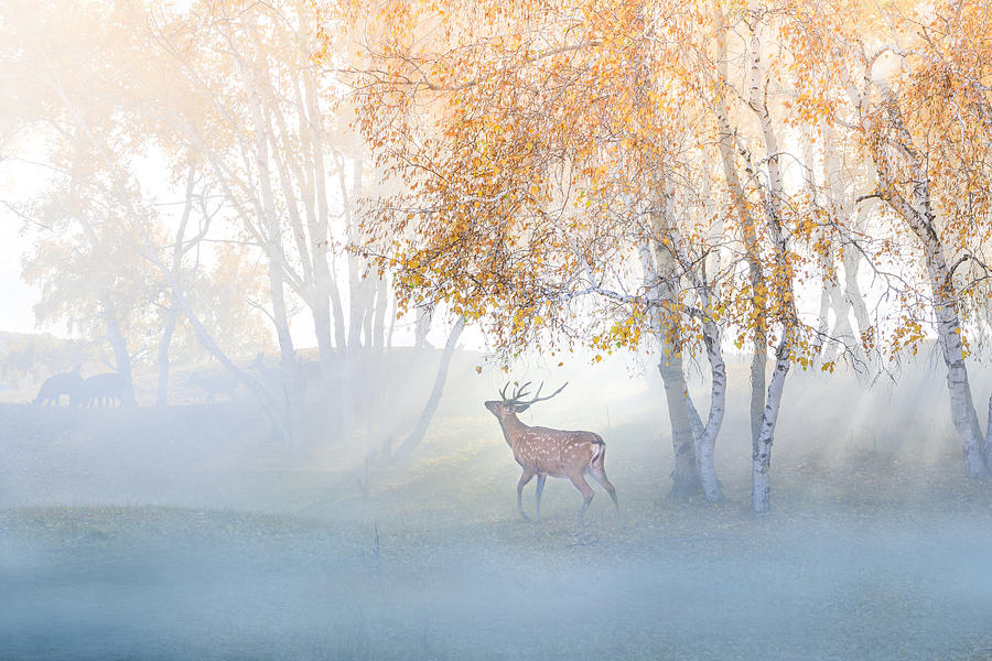 Deer Photograph - Elk Lost In Mist by Simoon