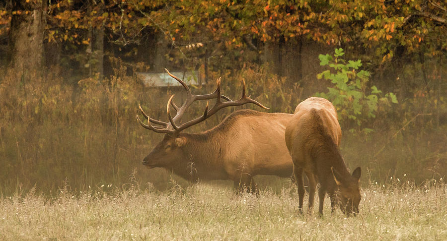 Oconaluftee Elk Photograph by Marcy Wielfaert