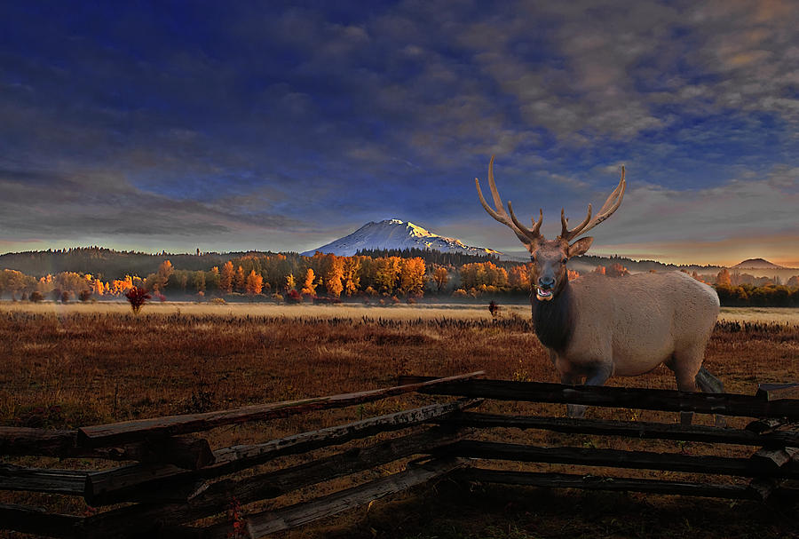 Elk Meadows Digital Art by John Christopher