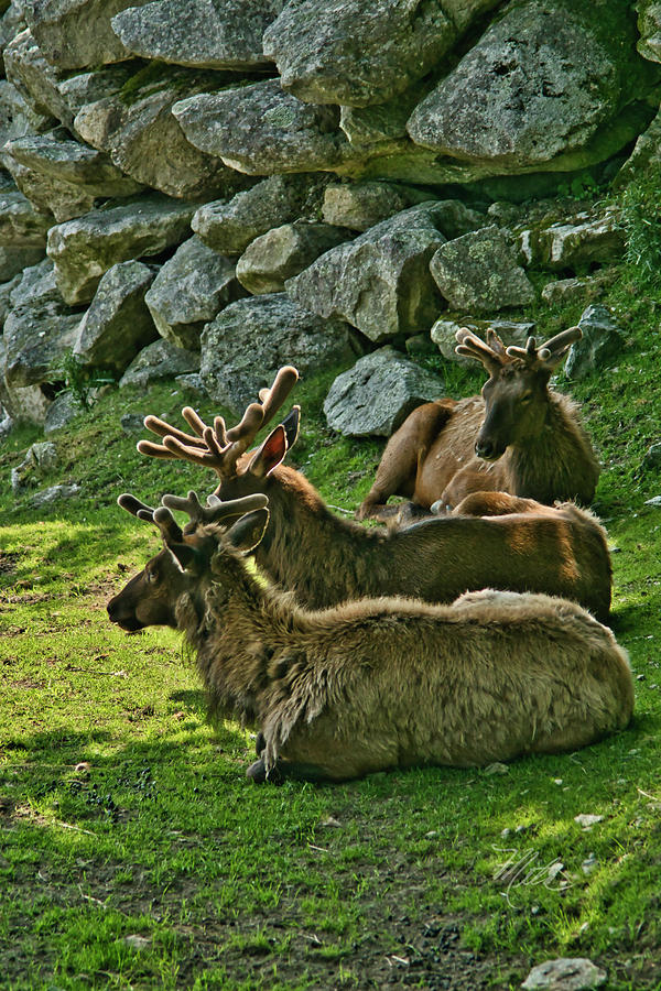 Elk Photograph by Meta Gatschenberger