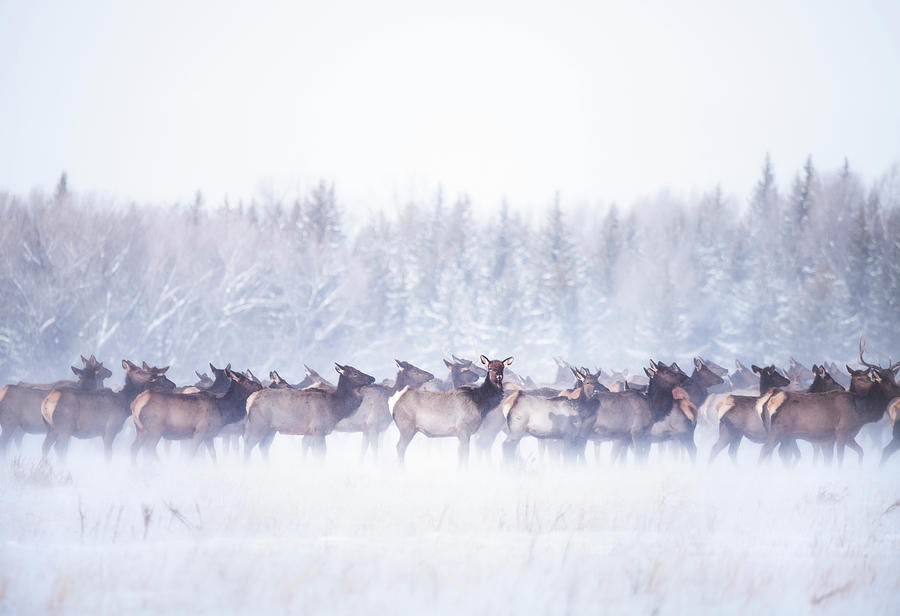 Elk Migration Photograph by Ted Hesser