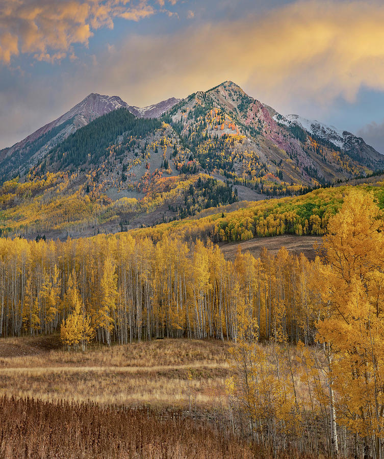Elk Mountains And Fall Aspens Photograph by Tim Fitzharris