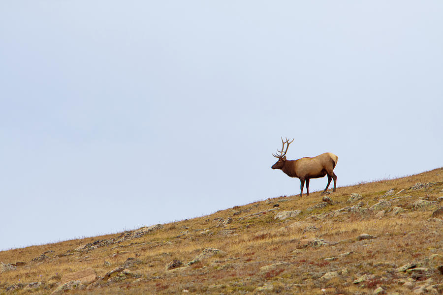 Elk On Horizon Photograph by Ryan Mcginnis
