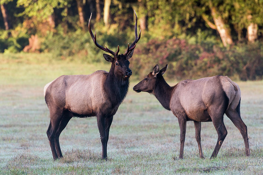 Elk Pair Photograph by Robert Potts