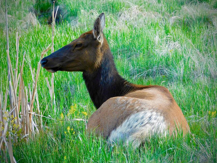 Elk Portrait Photograph by Dan Miller