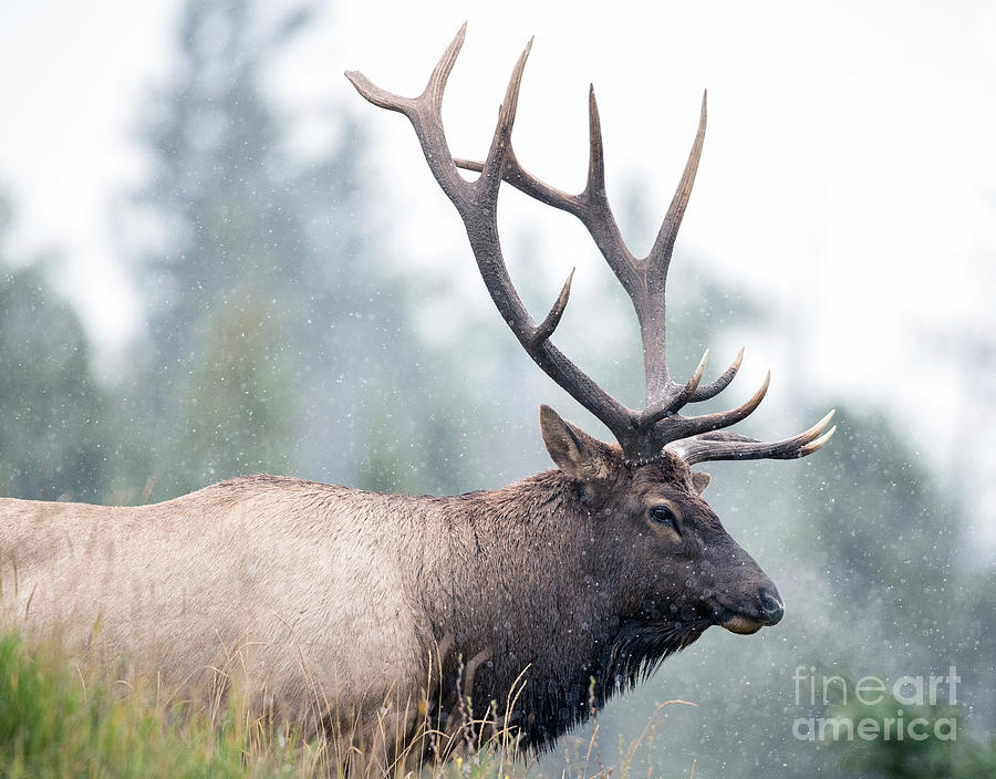Elk Portrait Photograph by Shannon Carson