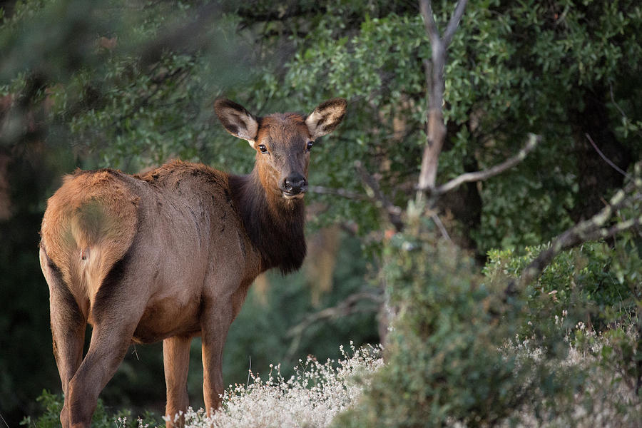 Elk Portrait Photograph by Sue Cullumber