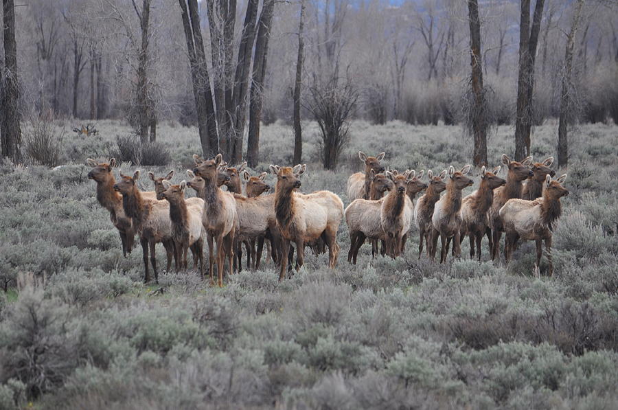 Elk Pose For A Photo, Wyoming Photograph by Ben Leshchinsky