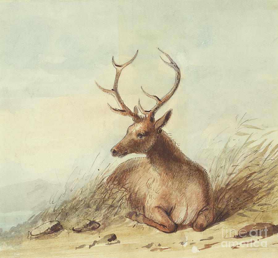 Elk, Rocky Mountains, C.1837 Painting by Alfred Jacob Miller